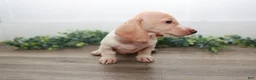 Miniature Dachshund dogs for sale: Mater - Ad 11