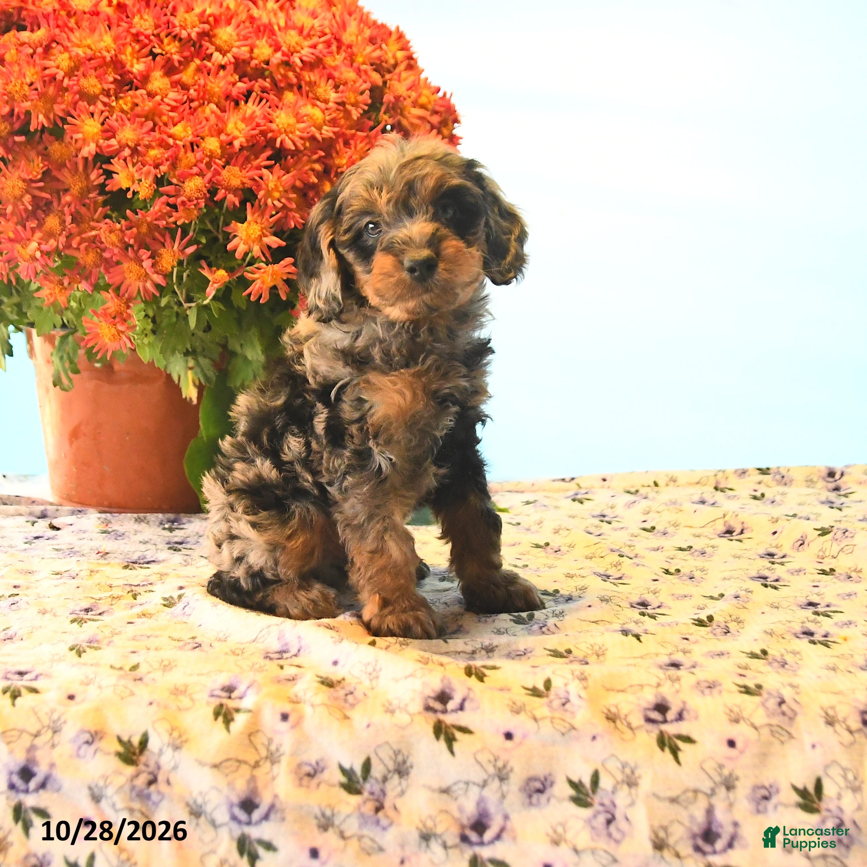 Cockapoo dogs for sale: Bentley - Ad 1