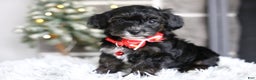 Yorkiepoo dogs for sale: Tinkerbelle - Ad 11