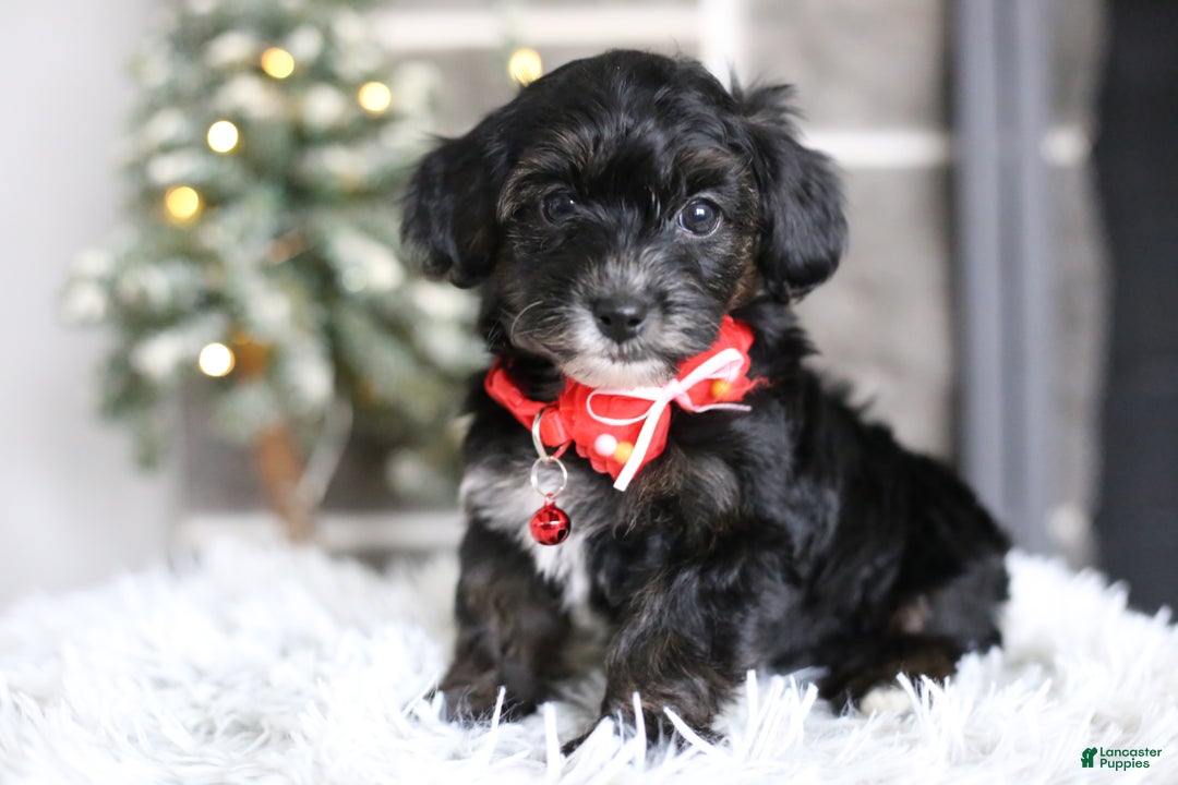 Yorkiepoo dogs for sale: Tinkerbelle - Ad 11