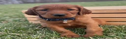 Irish Setter dogs for sale: Frederick  - Ad 5