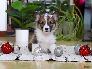 Welsh Corgi Pembroke dogs Snow - Ad 31