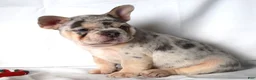 French Bulldog dogs for sale: Thea - Ad 4