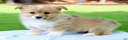Welsh Corgi Pembroke dogs for sale: Max - Ad 2