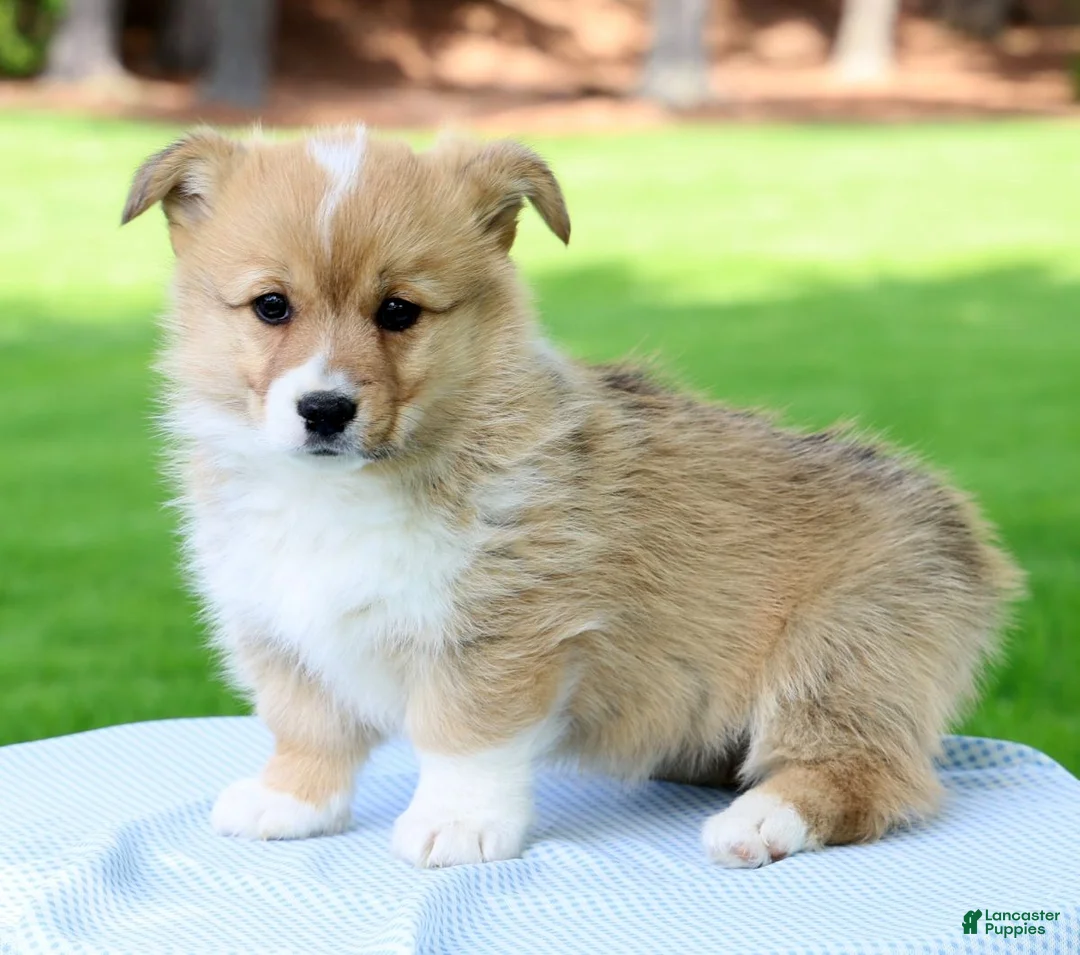 Welsh Corgi Pembroke dogs for sale: Max - Ad 2