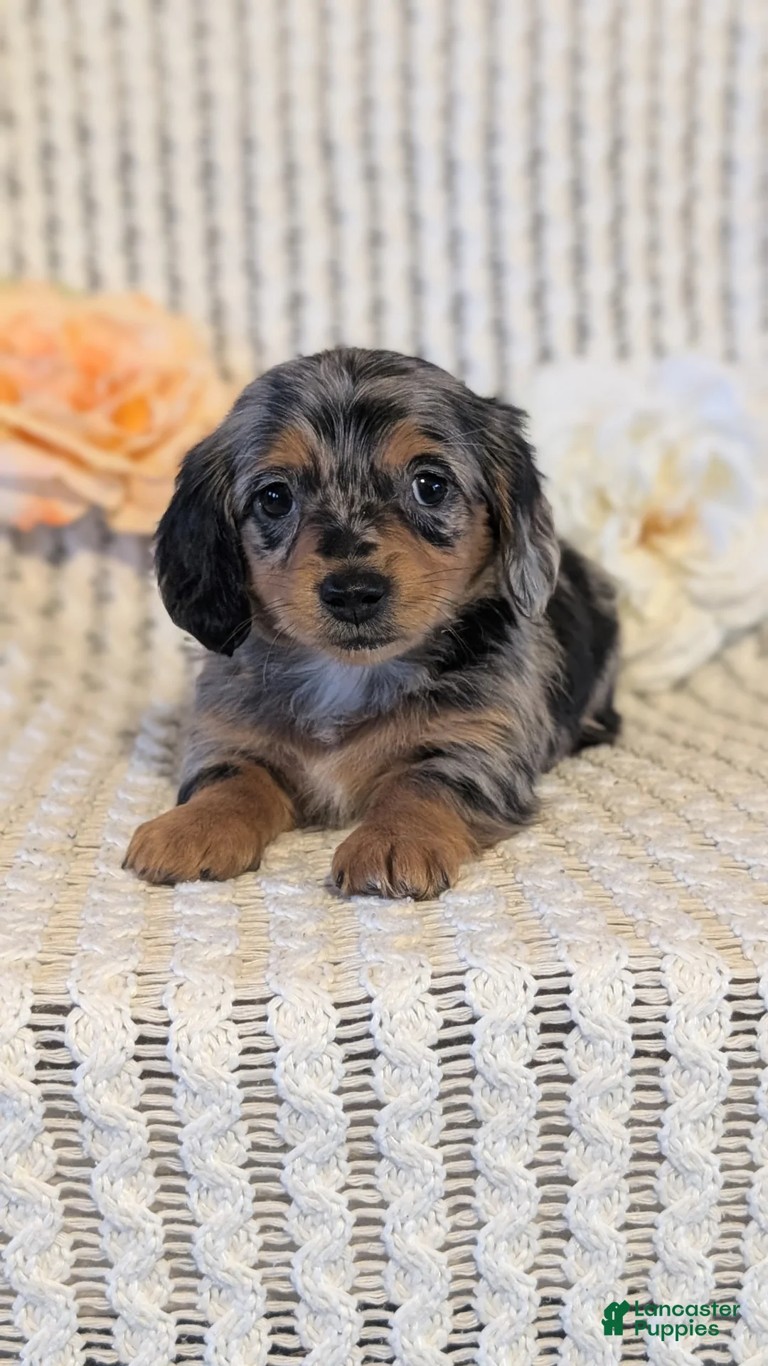 Miniature Dachshund dogs for sale: Lucy - Ad 2
