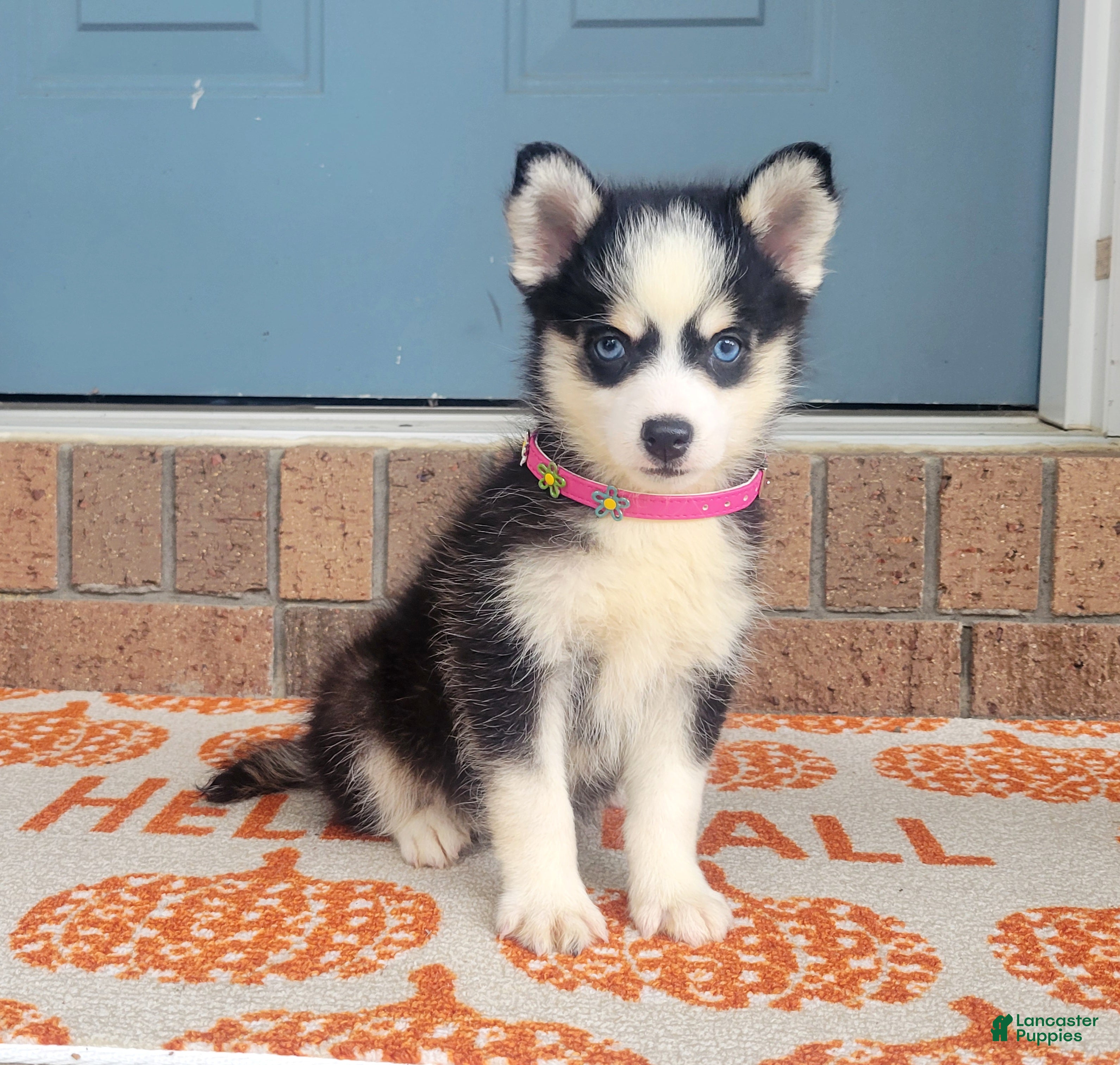 Pomsky dogs Penny - Ad 2