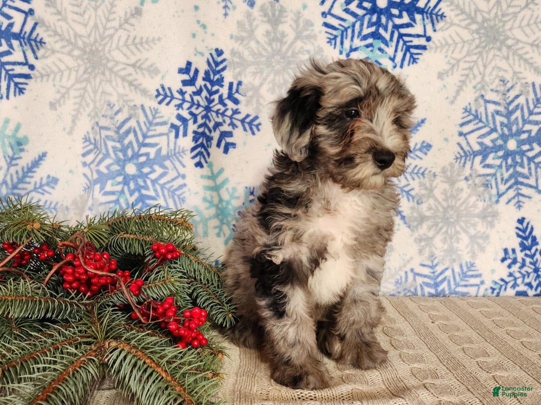 Mini Bernedoodle dogs for sale: Blitz - Ad 14
