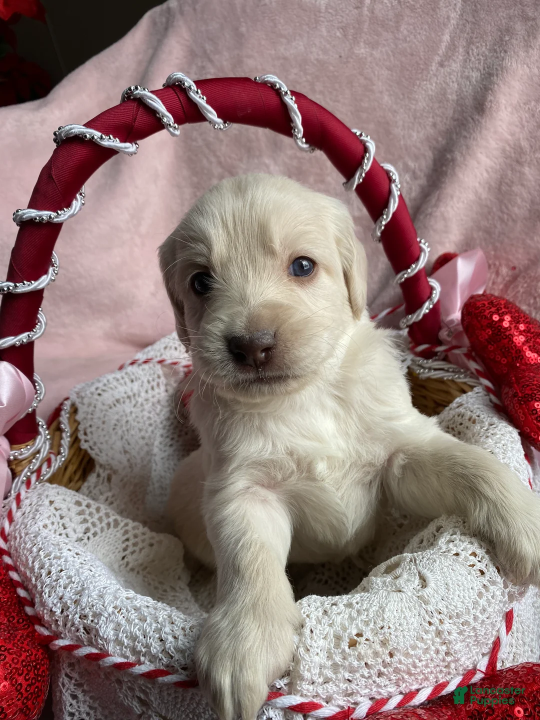 Mixed Breed dogs for sale: Max jr  - Ad 3