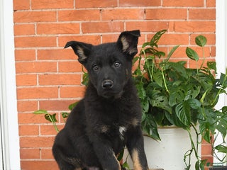 German Shepherd dogs Murphy - Ad 10