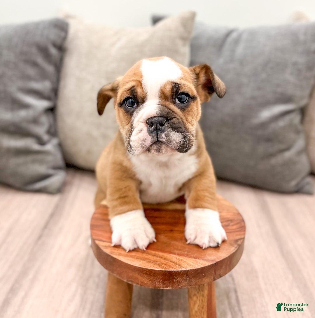 Mixed Breed dogs for sale: Duke - Ad 2