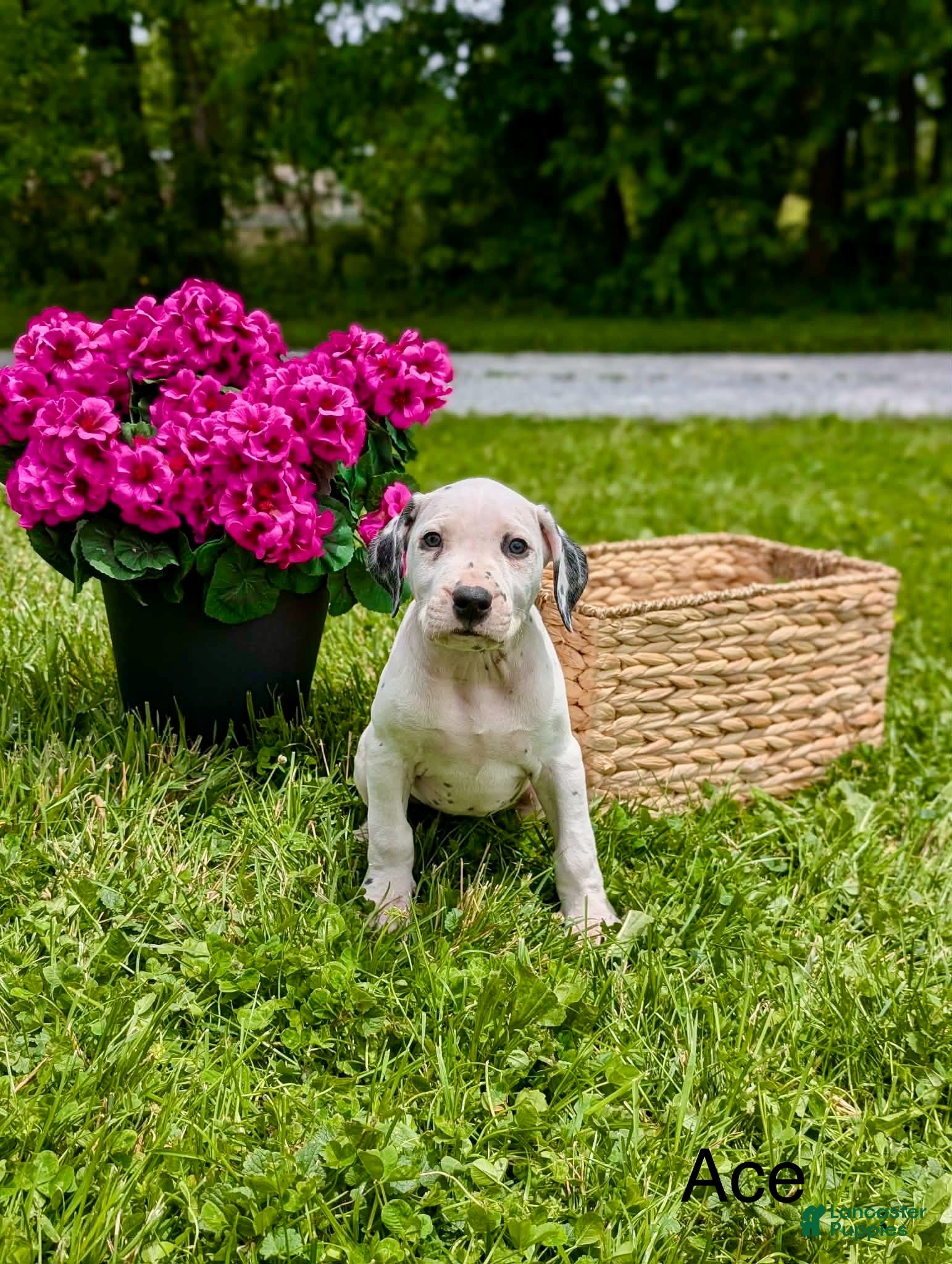 Mixed Breed dogs Ace - Ad 2