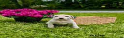 Mixed Breed dogs for sale: Ace - Ad 1