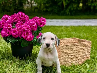 Mixed Breed dogs Ace - Ad 25