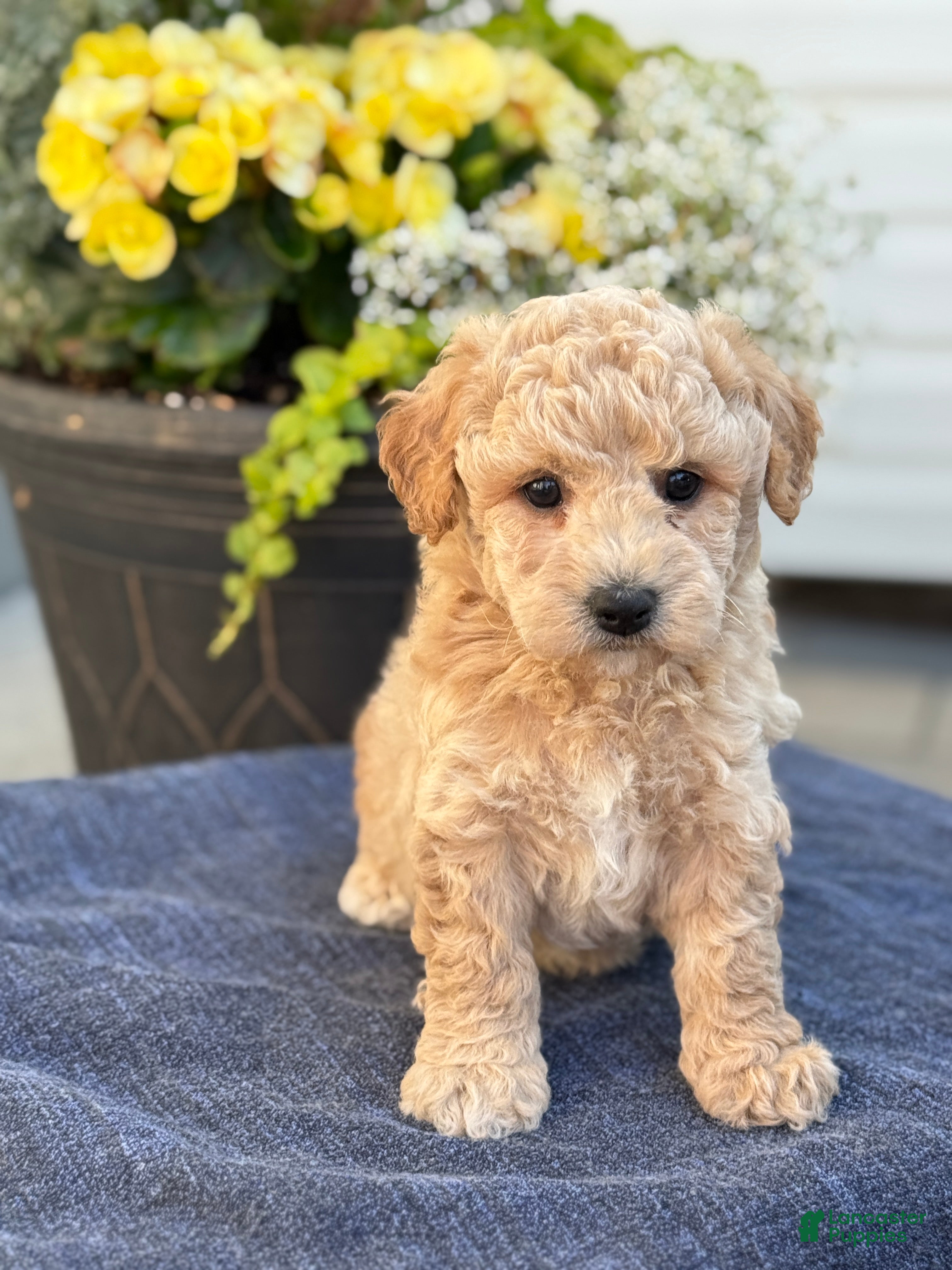 Bichpoo dogs for sale: Ford - Ad 6