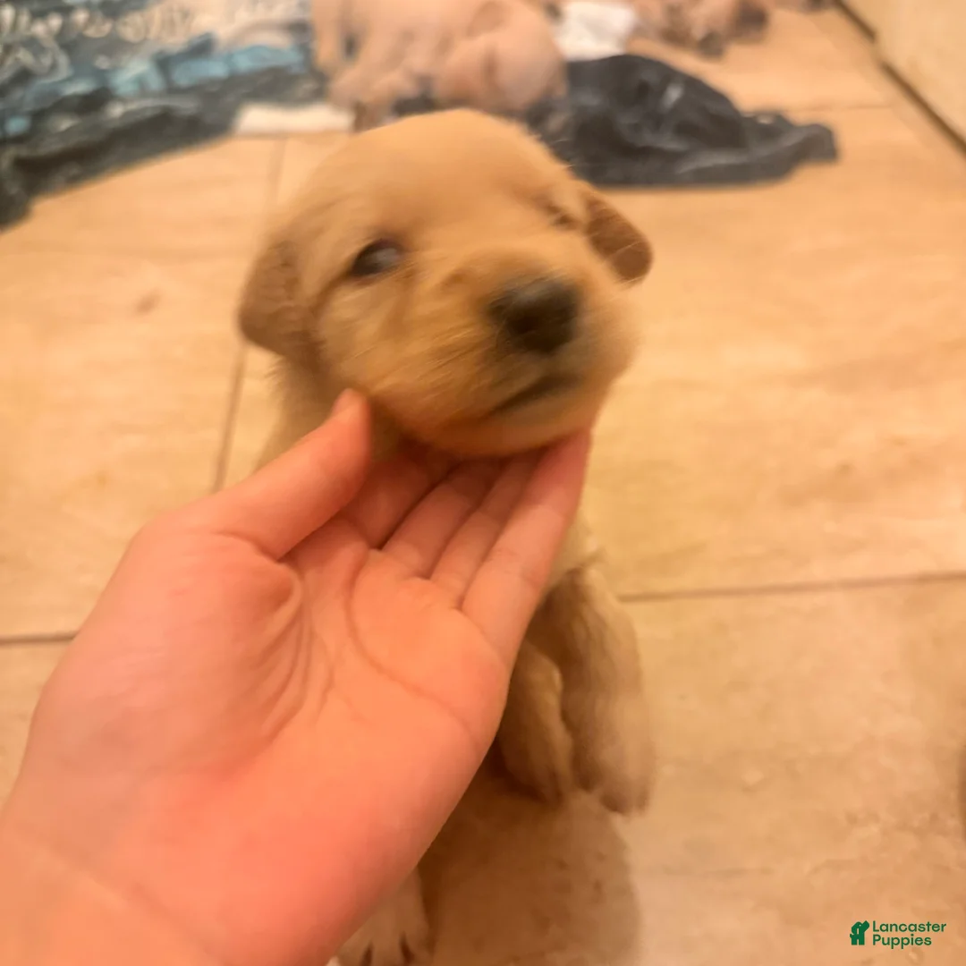 Golden Retriever dogs for sale: Golden Retriever 9 - Ad 2