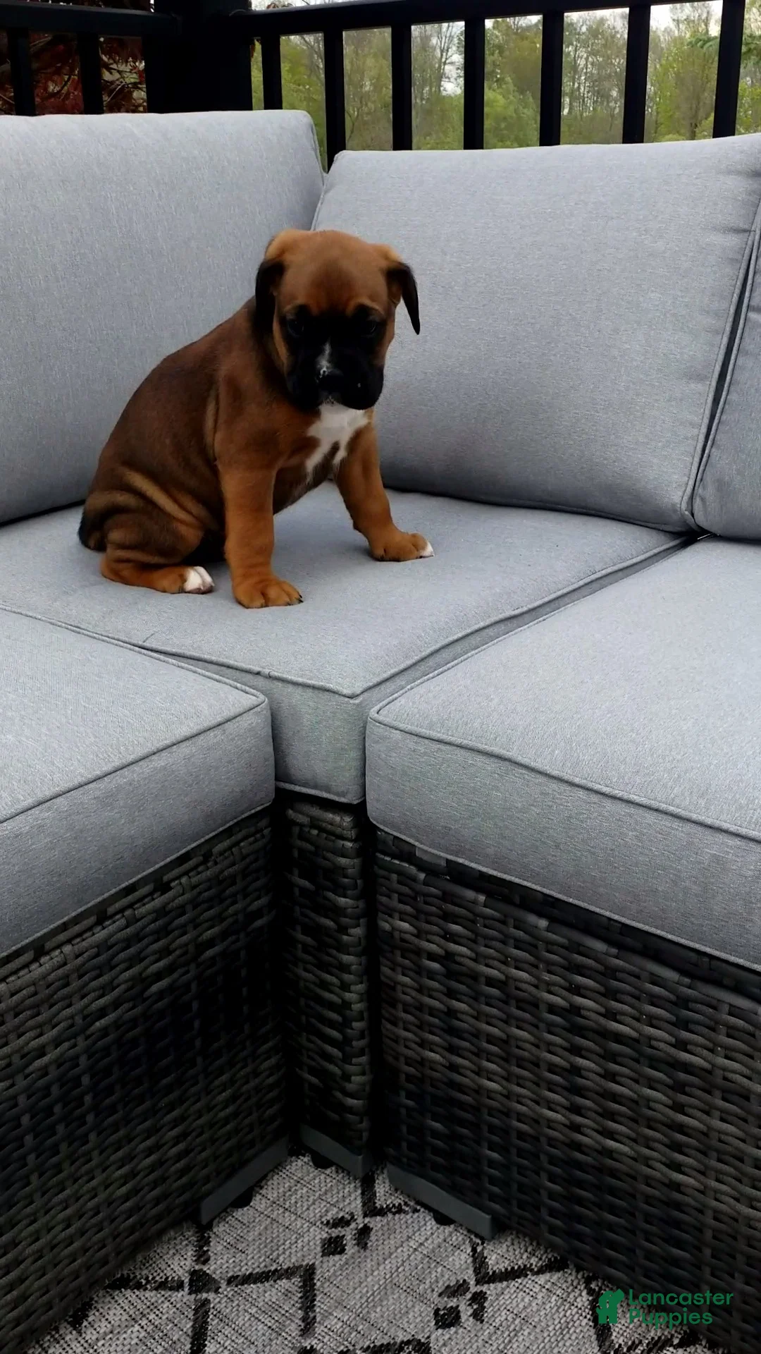 Boxer dogs for sale: Duke - Ad 2