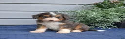 Mini Bernedoodle dogs for sale: Barkley - Ad 1