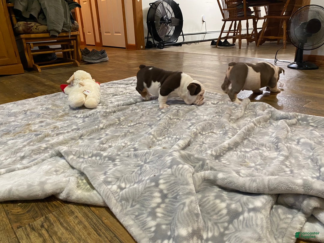 English Bulldog dogs for sale: Romeo - Ad 11