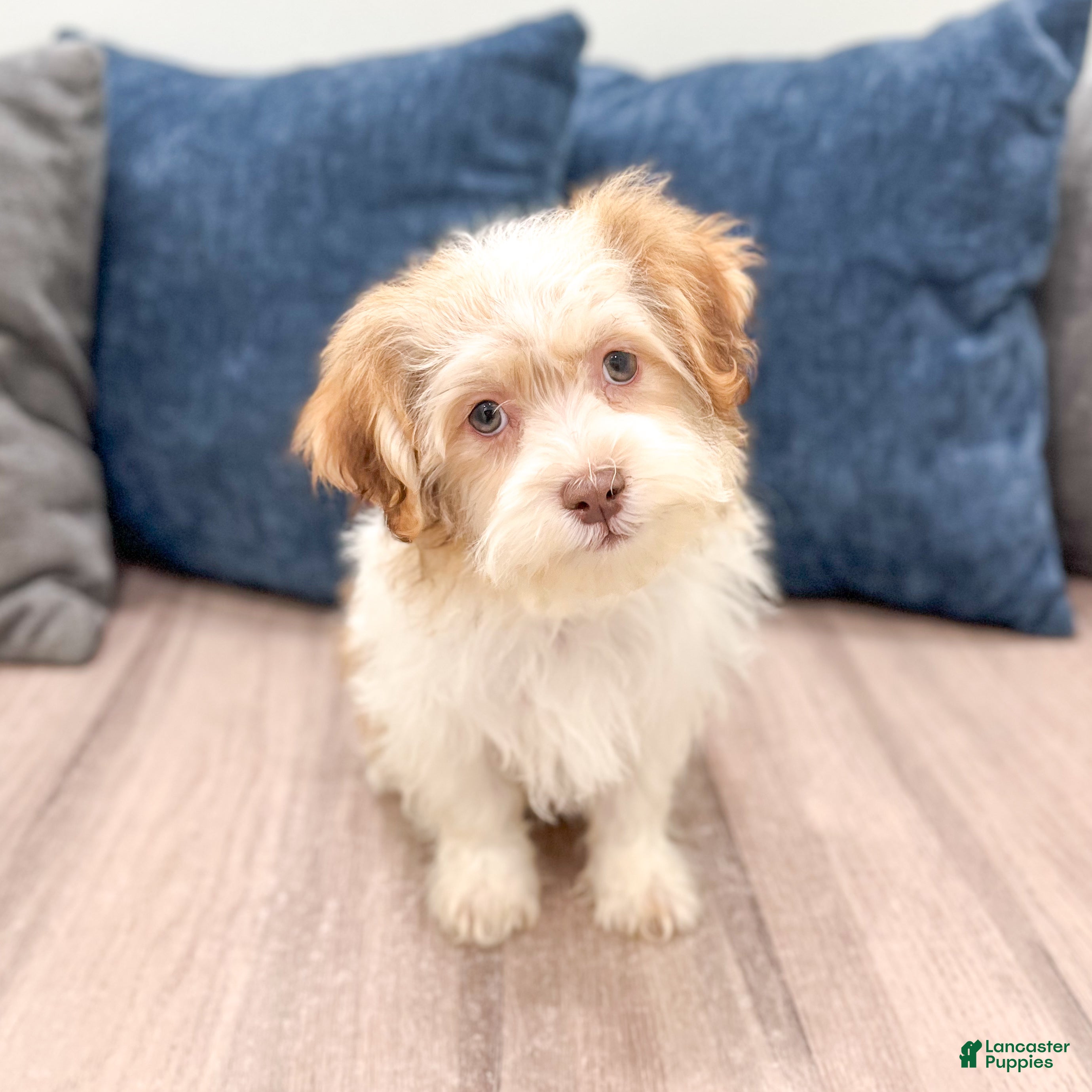 Havanese dogs Harvey - Ad 2