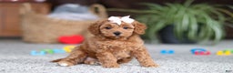 Cavapoo dogs for sale: Adele - Ad 9