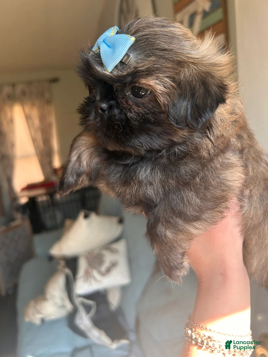 Shih Tzu dogs for sale: Shih Tzu GIRL 1 - Ad 2