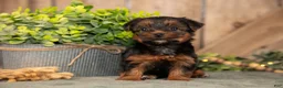 Yorkshire Terrier dogs for sale: Fawn - Ad 3