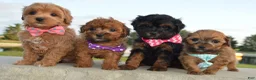 Shihpoo dogs for sale: TINY SAM - Ad 18