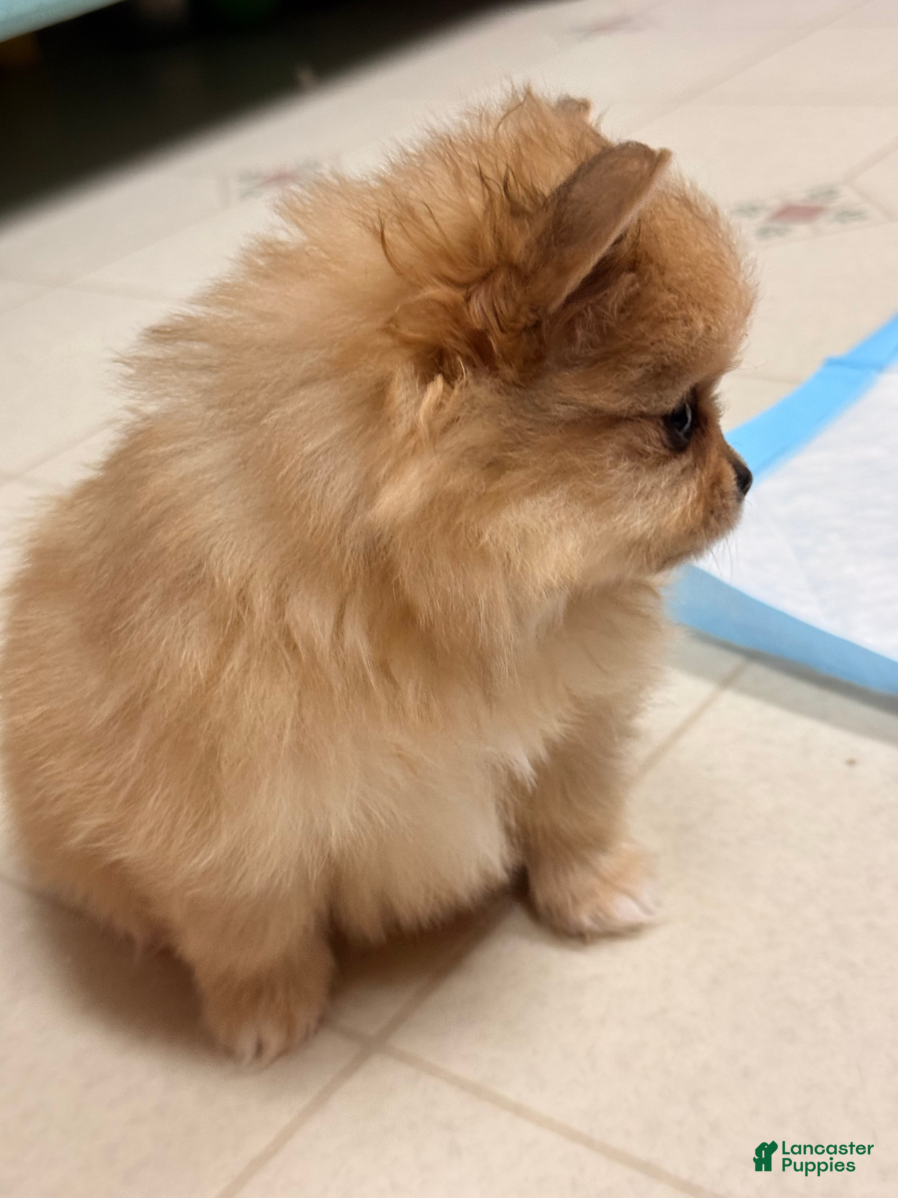 Pomeranian dogs Little Baby  - Ad 2