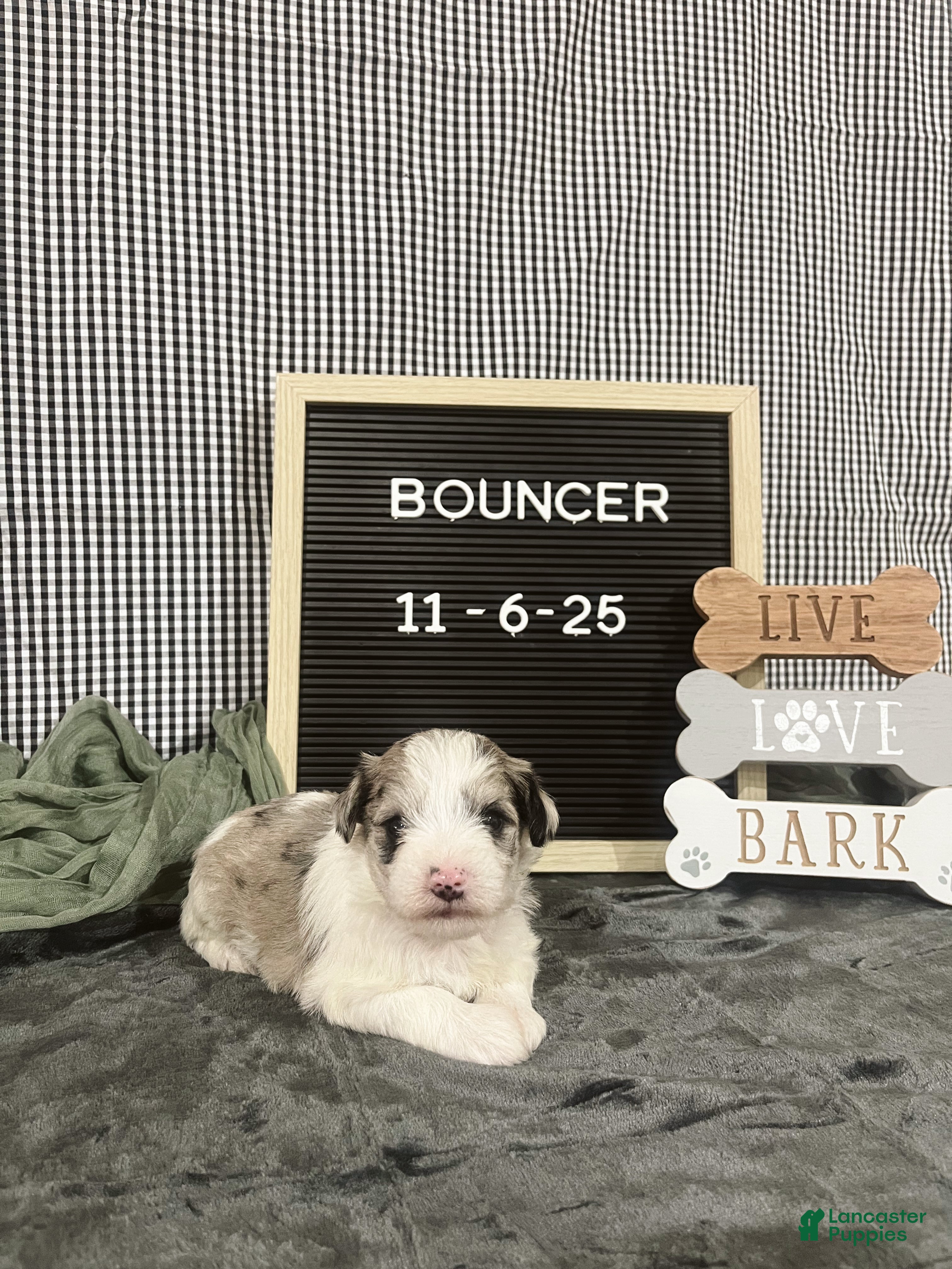 Standard Schnauzer dogs Bouncer - Ad 8