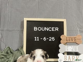 Standard Schnauzer dogs Bouncer - Ad 2