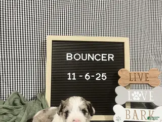 Standard Schnauzer dogs Bouncer - Ad 1