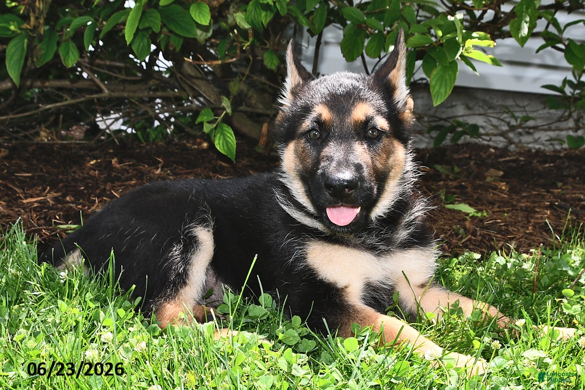 German Shepherd dogs Pilot - Ad 2