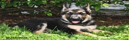 German Shepherd dogs for sale: Pilot - Ad 2