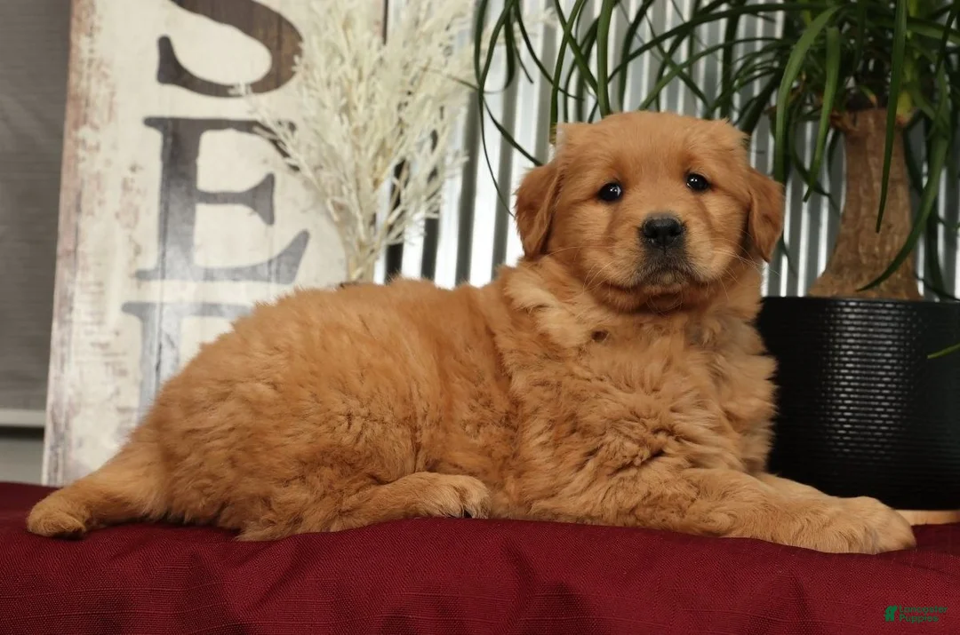 Golden Retriever dogs for sale: Addie - Ad 8