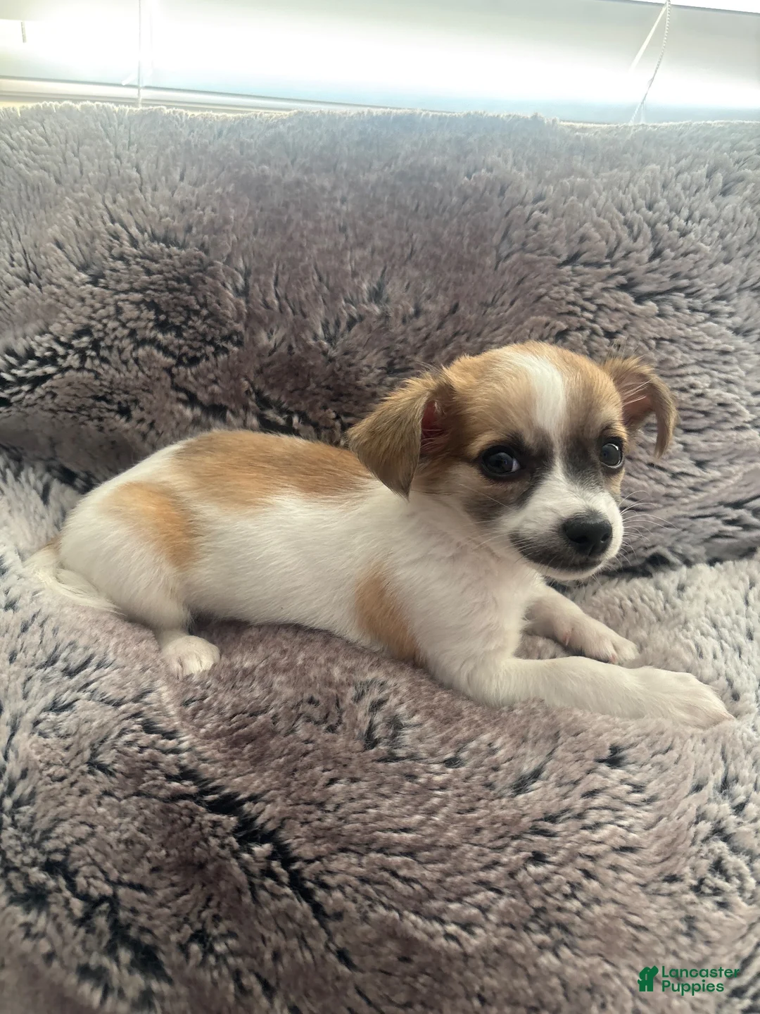 Chihuahua dogs for sale: Chihuahua 1 - Ad 2