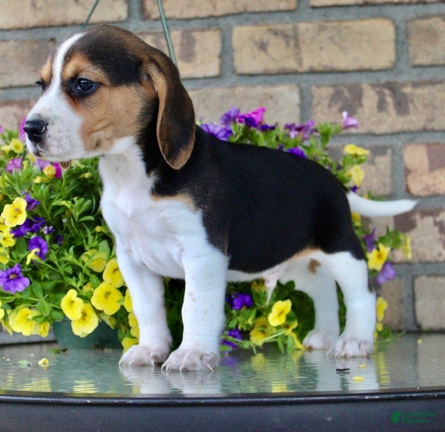 Beagle dogs for sale: Luke - Ad 5