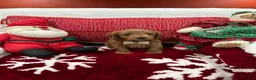 Mini Goldendoodle dogs for sale: Petite Mini Goldendoodle Luca - Ad 5