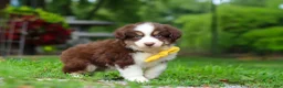 Miniature Australian Shepherd dogs for sale: Kai - Ad 4