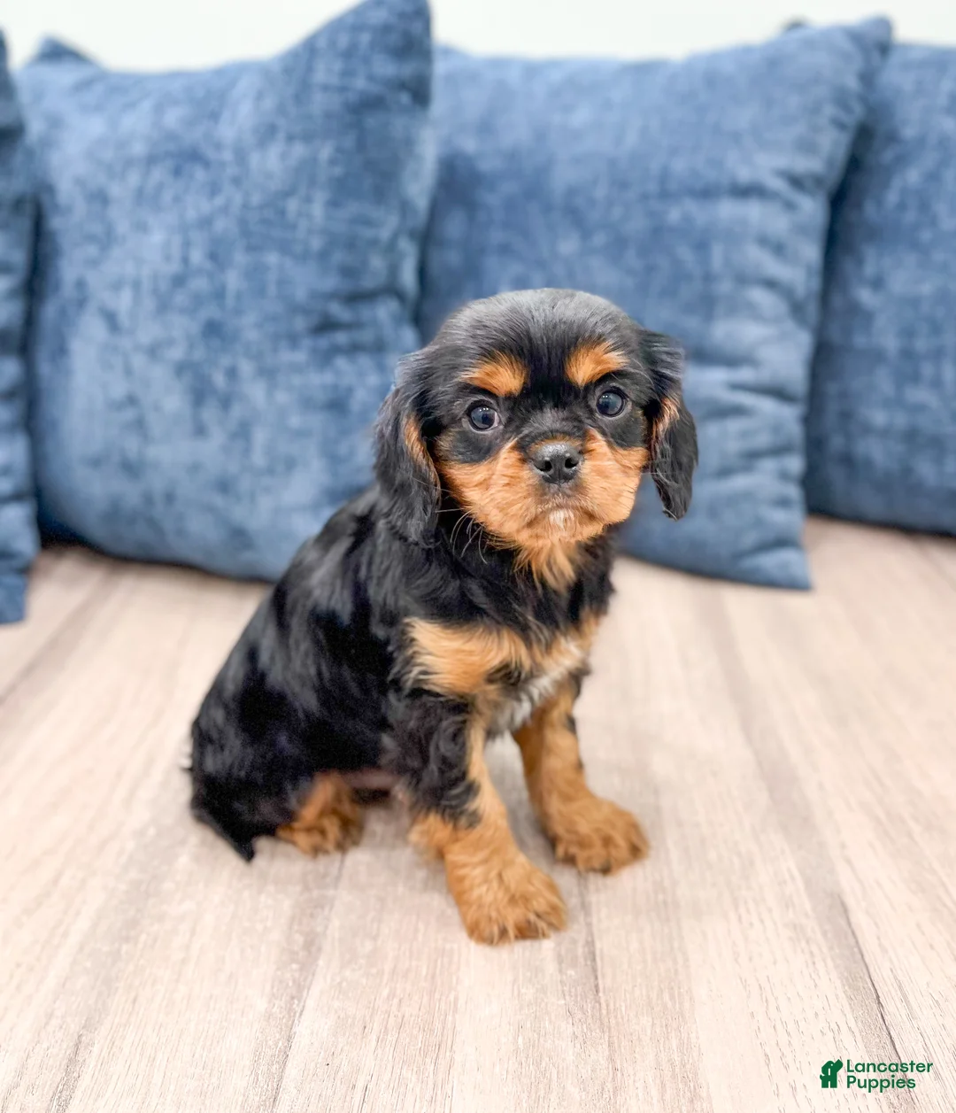 Cavalier King Charles Spaniel dogs for sale: Rocky - Ad 4