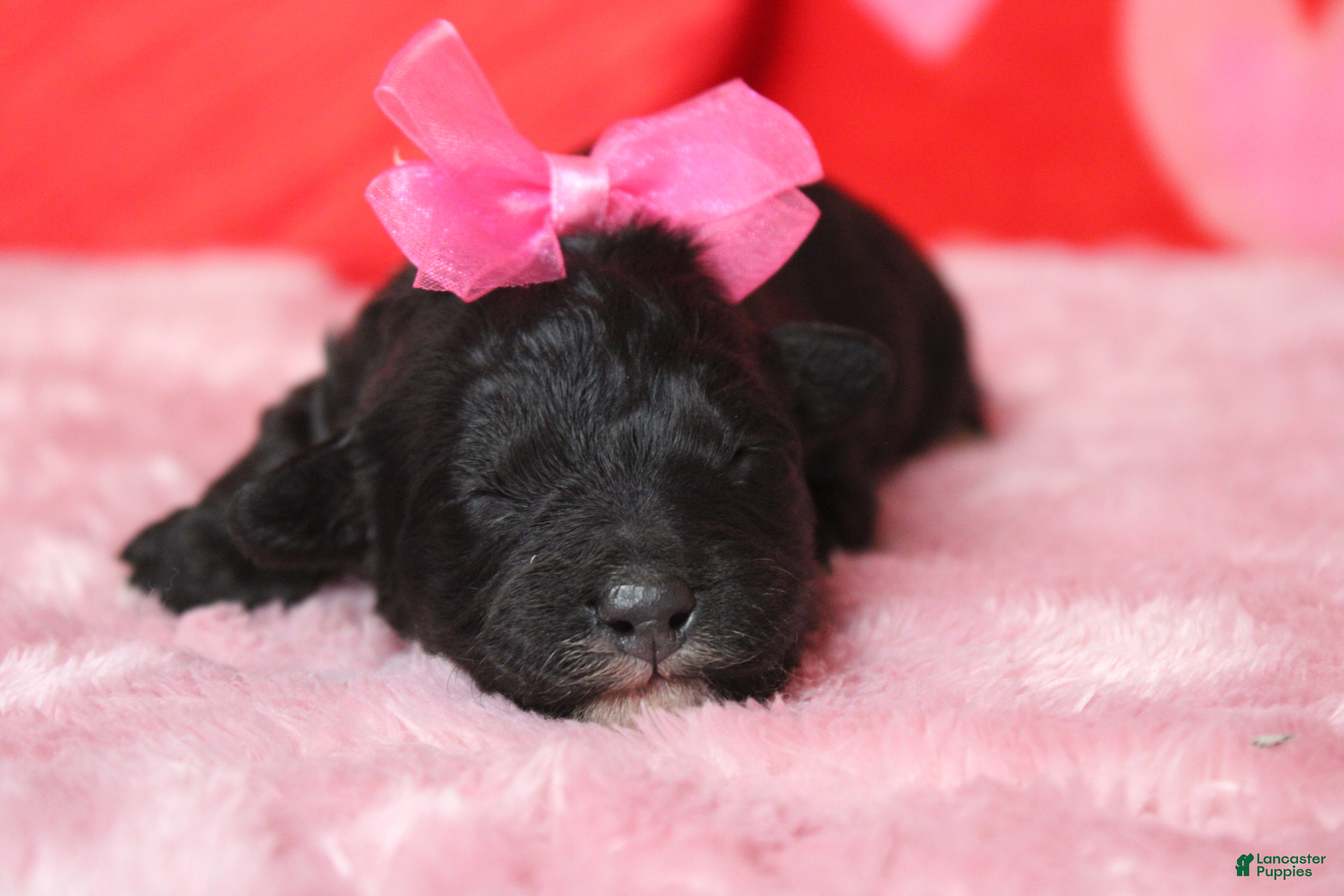 Mixed Breed dogs Precious - Ad 15