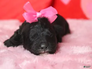 Mixed Breed dogs Precious - Ad 15