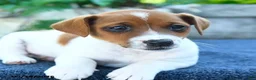 Jack Russell Terrier dogs for sale: Jackie - Ad 3