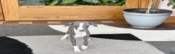 Italian Greyhound dogs for sale: Italian Greyhound 3 blue girl  - Ad 6