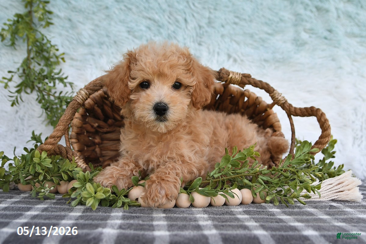 Bichpoo dogs Harper - Ad 1