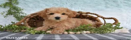 Bichpoo dogs for sale: Harper - Ad 1