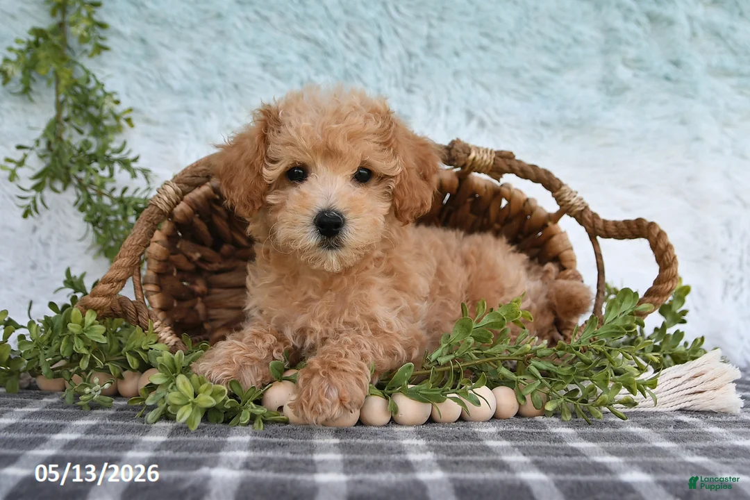 Bichpoo dogs for sale: Harper - Ad 1