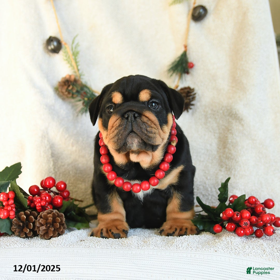 English Bulldog dogs for sale: Tuxedo - Ad 2