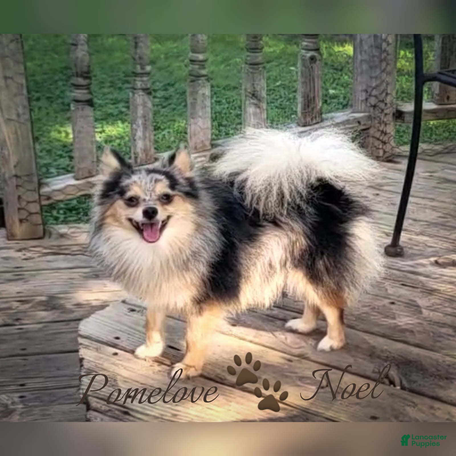 Pomeranian dogs Stormy - Ad 7