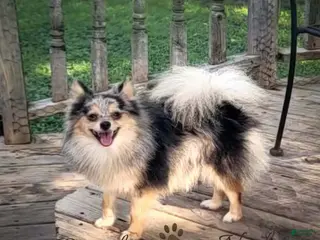 Pomeranian dogs Stormy - Ad 7